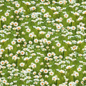 Tkanin dekoracyjna Half panama stokrotkowa łąka – trawiasta zieleń/biel, 